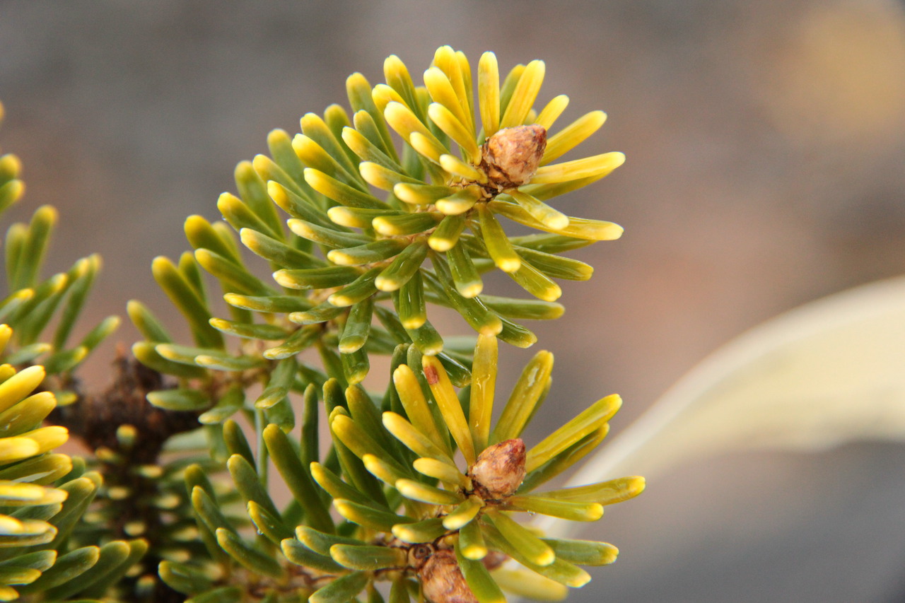 Abies homolepis 